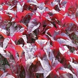 SBJEI-FRESH  RED AMARNATH LEAVES